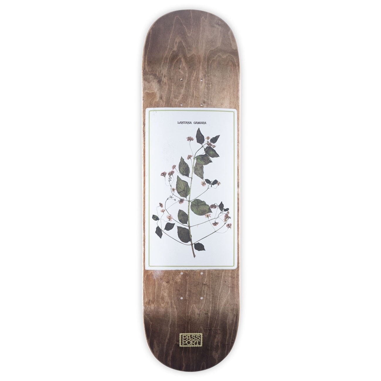 Pass~Port Invasive Species Lantana Deck - 8.5 Decks Passport Skateboards