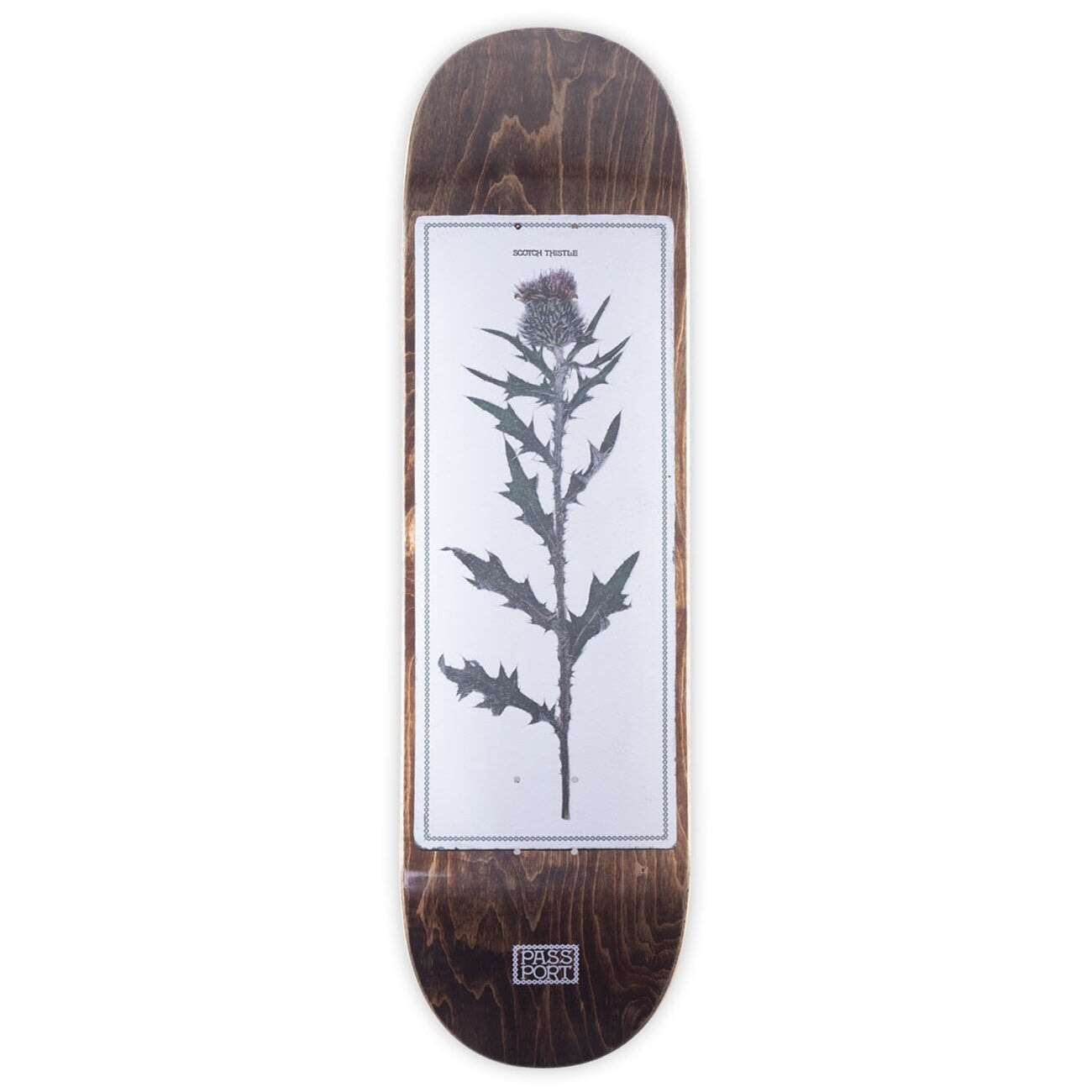 Pass~Port Invasive Species Scotch Thistle Deck - 8.5 Decks Passport Skateboards